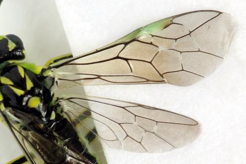 Réf. 311 008 : Rhogogaster picta