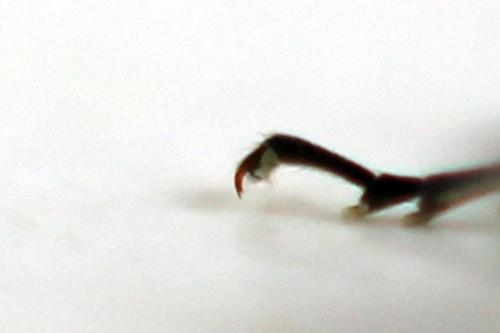Réf. 311 009 : Rhogogaster picta