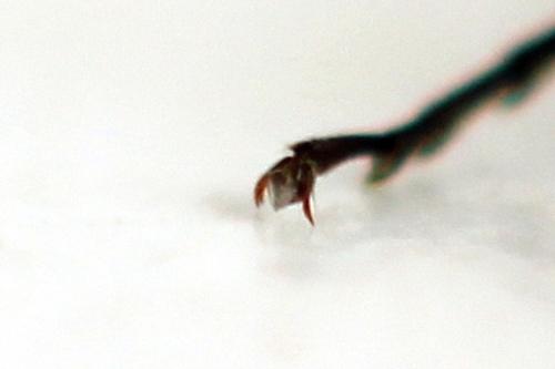 Réf. 311 010 : Rhogogaster picta