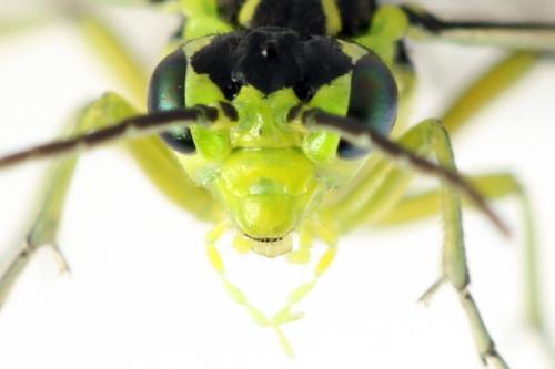 Réf. 311 011 : Rhogogaster picta