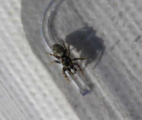 Salticus sp.