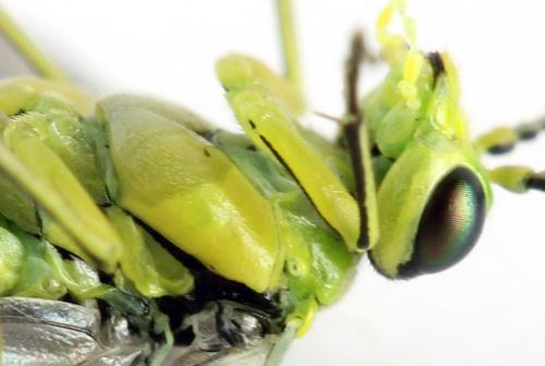 Réf. 311 014 : Rhogogaster picta
