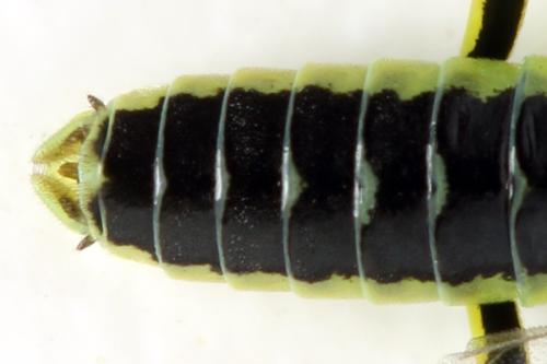 Réf. 311 015 : Rhogogaster picta