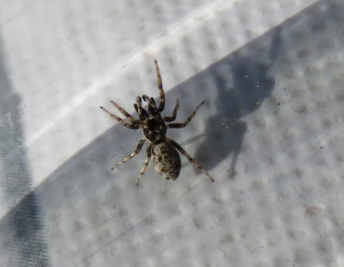 Salticus sp.