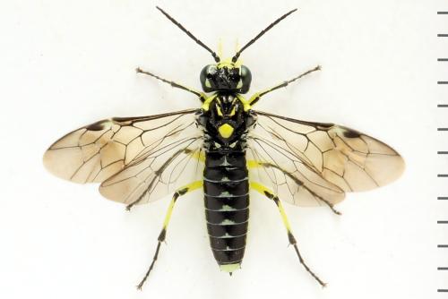 Réf. 311 043 : Cytisogaster picta