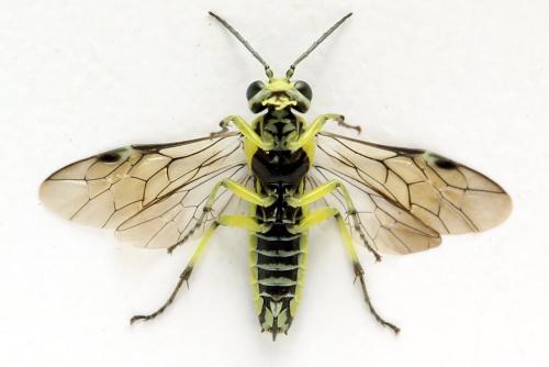 Cytisogaster picta