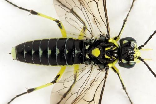 Réf. 311 045 : Cytisogaster picta