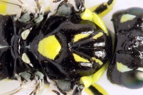Cytisogaster picta