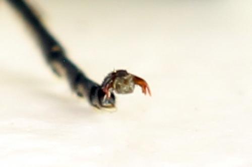 Cytisogaster picta