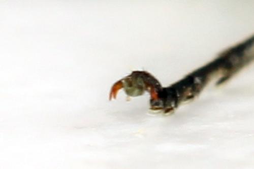 Cytisogaster picta
