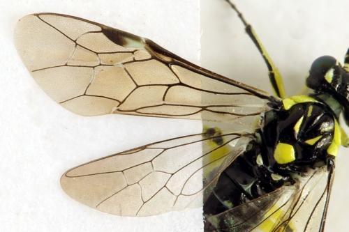 Réf. 311 050 : Cytisogaster picta