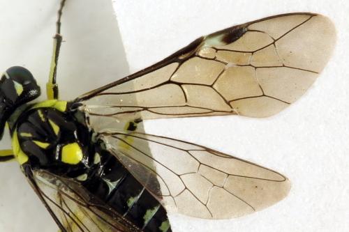 Cytisogaster picta