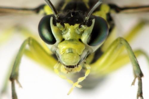 Cytisogaster picta