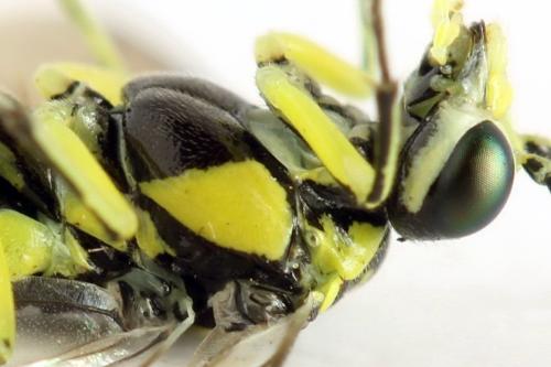 Réf. 311 055 : Cytisogaster picta