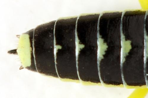 Réf. 311 056 : Cytisogaster picta