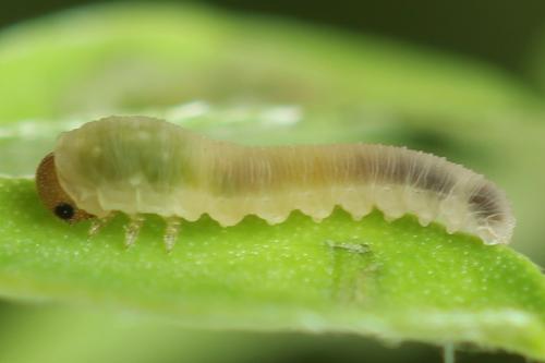 Cytisogaster picta