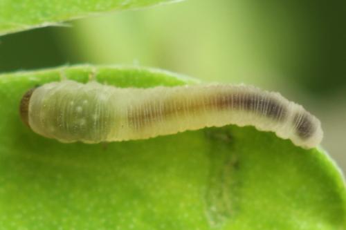 Cytisogaster picta