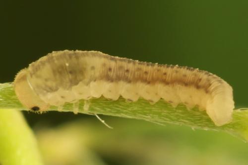 Réf. 311 028 : Cytisogaster picta