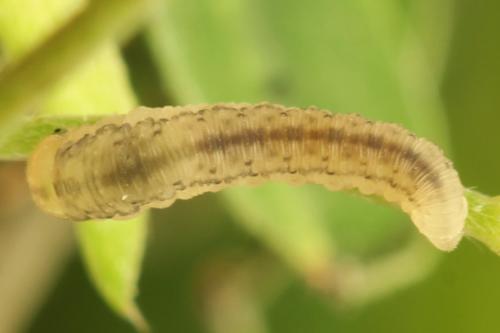 Cytisogaster picta