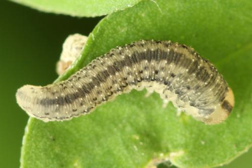 Cytisogaster picta