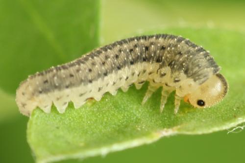 Réf. 311 030 : Cytisogaster picta