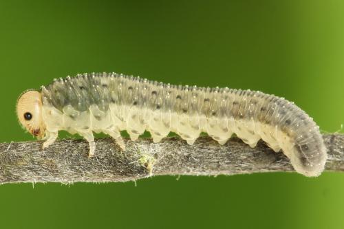 Cytisogaster picta