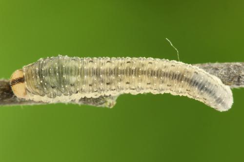 Réf. 311 034 : Cytisogaster picta