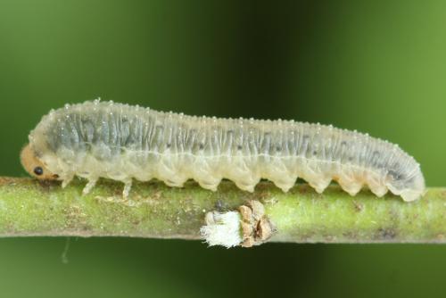 Cytisogaster picta