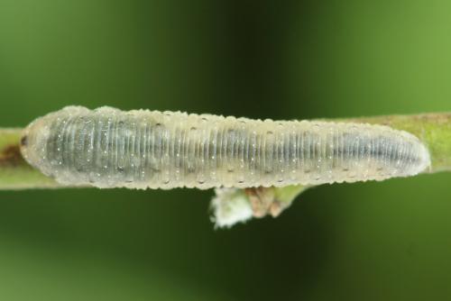 Cytisogaster picta