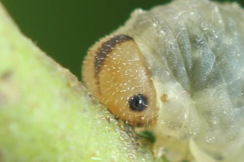 Cytisogaster picta
