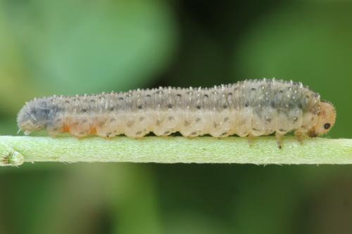 Cytisogaster picta