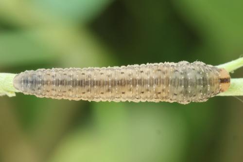 Cytisogaster picta