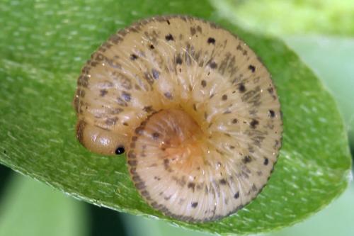 Cytisogaster picta