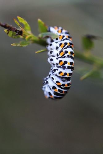 Papilio machaon