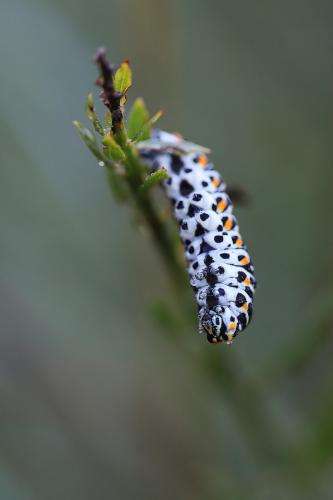 Papilio machaon