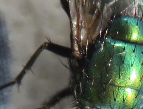 Lucilia sericata