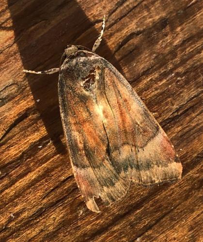 Noctua sp.