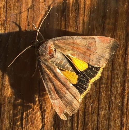 Noctua sp.