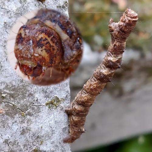 Réf. 311 083 : Phigalia pilosaria