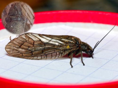 Sialis sp.