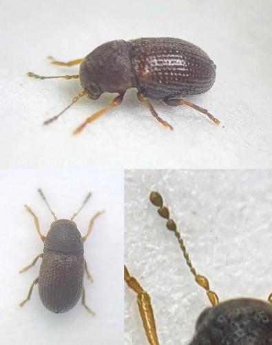 Choragus sheppardi