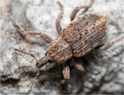 Réf. 311 602 : Brachypera sp.