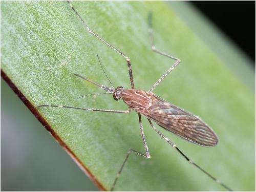 Réf. 311 914 : Culiseta longiareolata