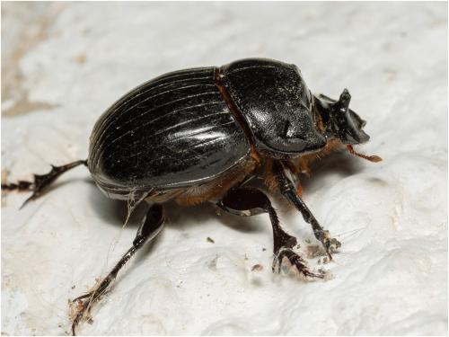 Copris lunaris