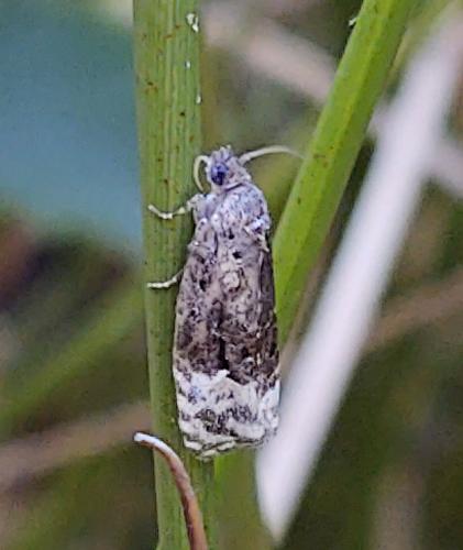 Apotomis betuletana