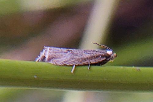 Bactra sp.