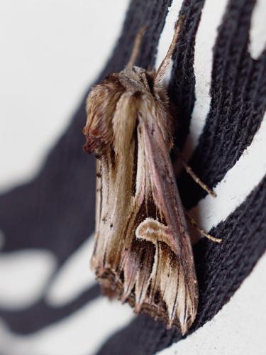 Actinotia polyodon