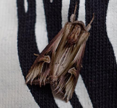 Actinotia polyodon
