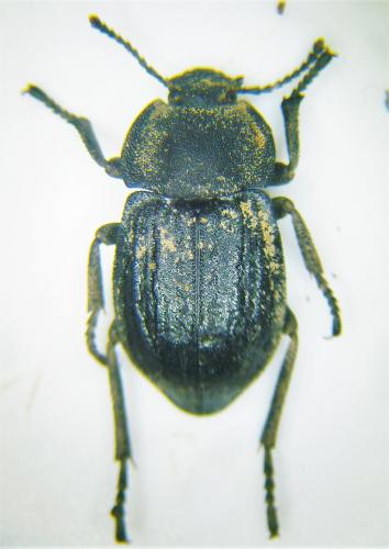 Asida sabulosa