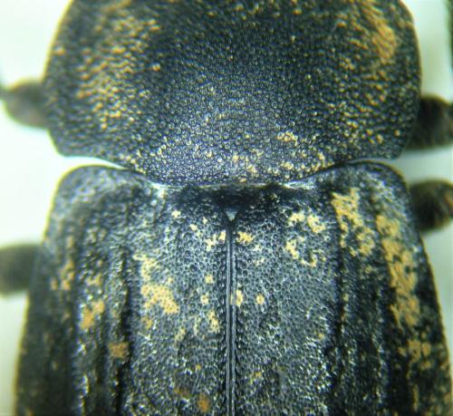 Réf. 311 577 : Asida sabulosa